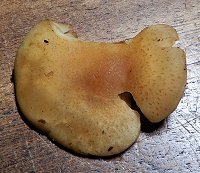 Gymnopilus sapineus MykoGolfer